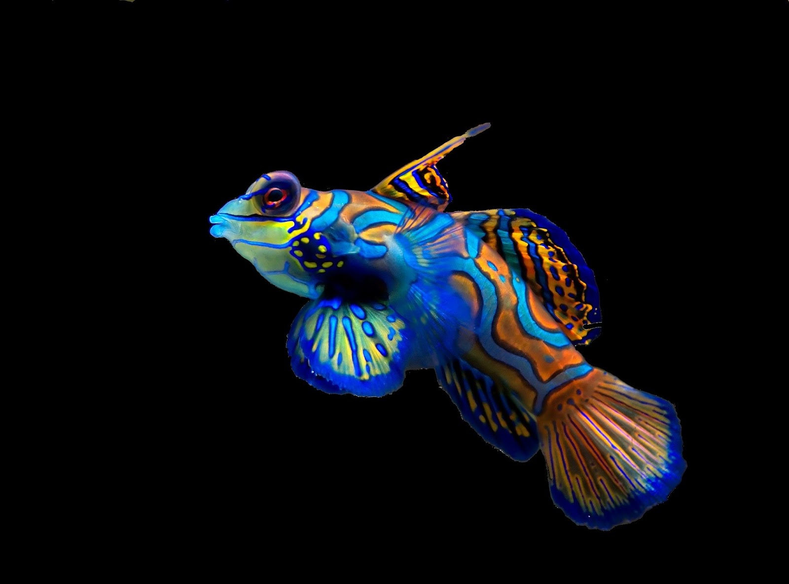 Colour Fish - HD wallpaper