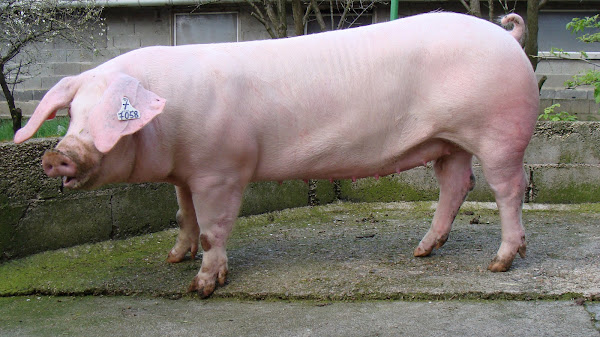 Babi Solo: Wisata Kuliner Khas Kota Solo yang Wajib Dicoba