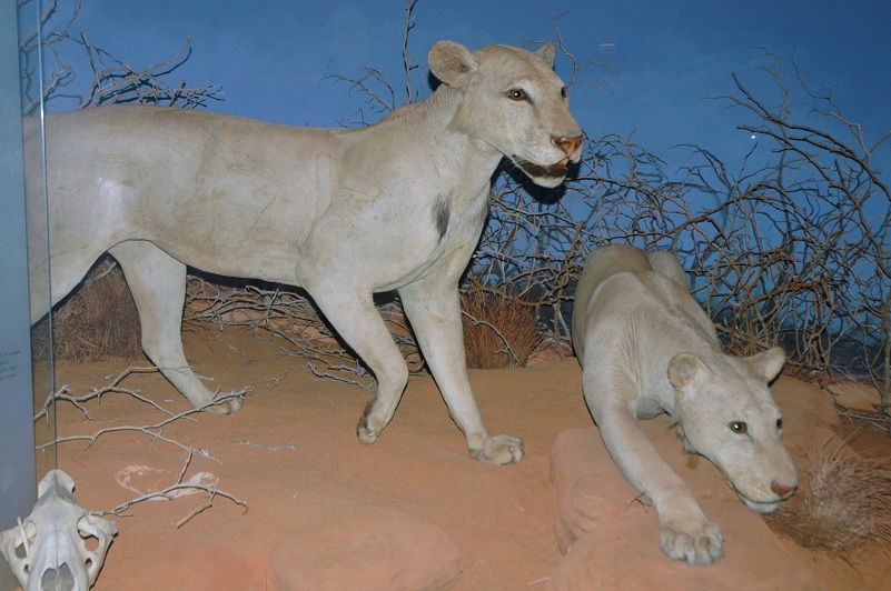Музей филда в чикаго львы