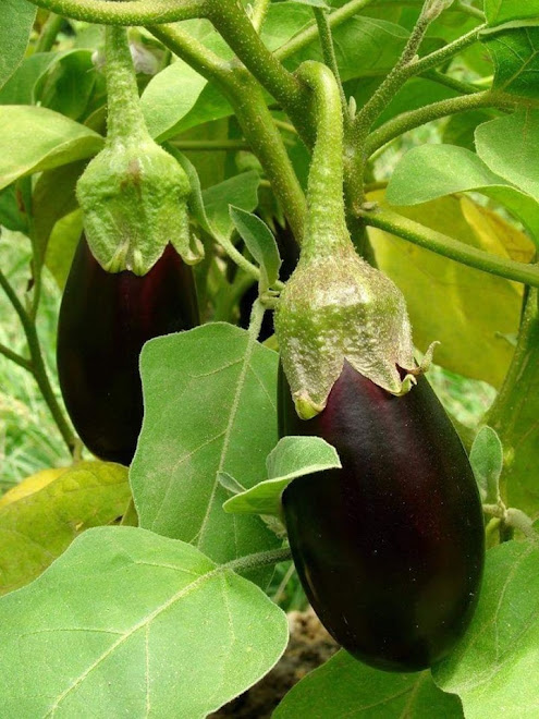 Température de cuisson à coeur des fruits et légumes