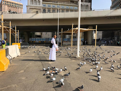 Sejinak jinak burung merpati
