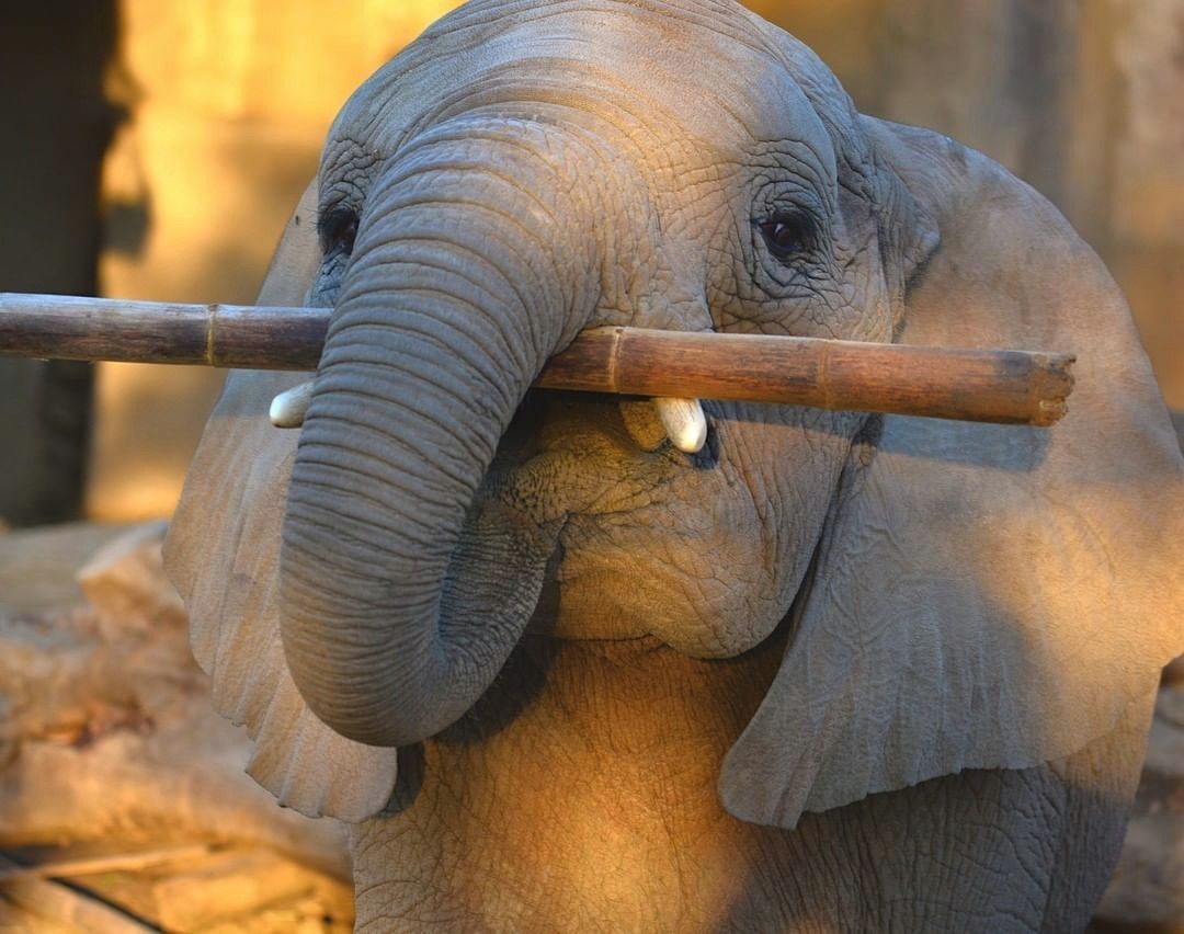 Слоник вк. Хобот слона. Слон ест. Хобот мамонта. Чем питается слон.