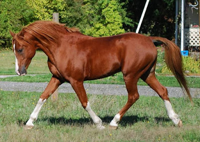 Horse - Animals Start With Letter H Horse - Animals Start With Letter H