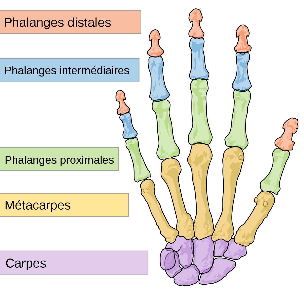 Le blog de Cathnounourse arthrose digitale interphalangienne proximale ou IPP