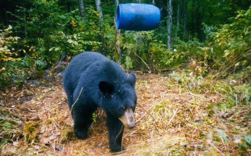 Hunting Over Bait