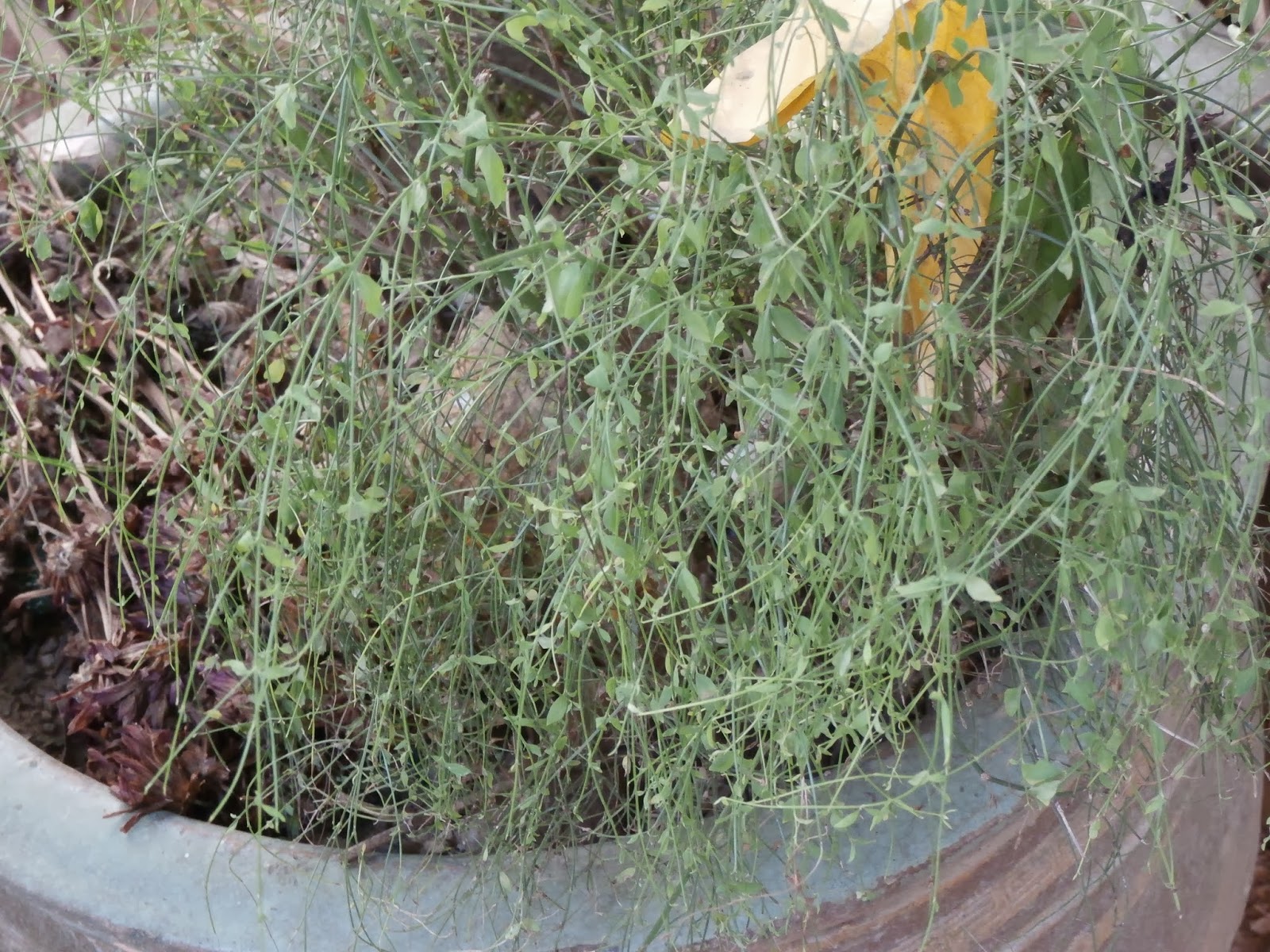 Plants found in Singapore TBA