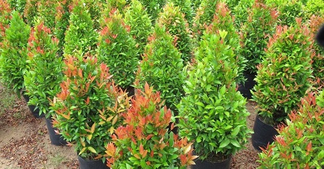 Manfaat Daun Binahong Merah / Khasiat Dan Manfaat Daun Sirih Merah