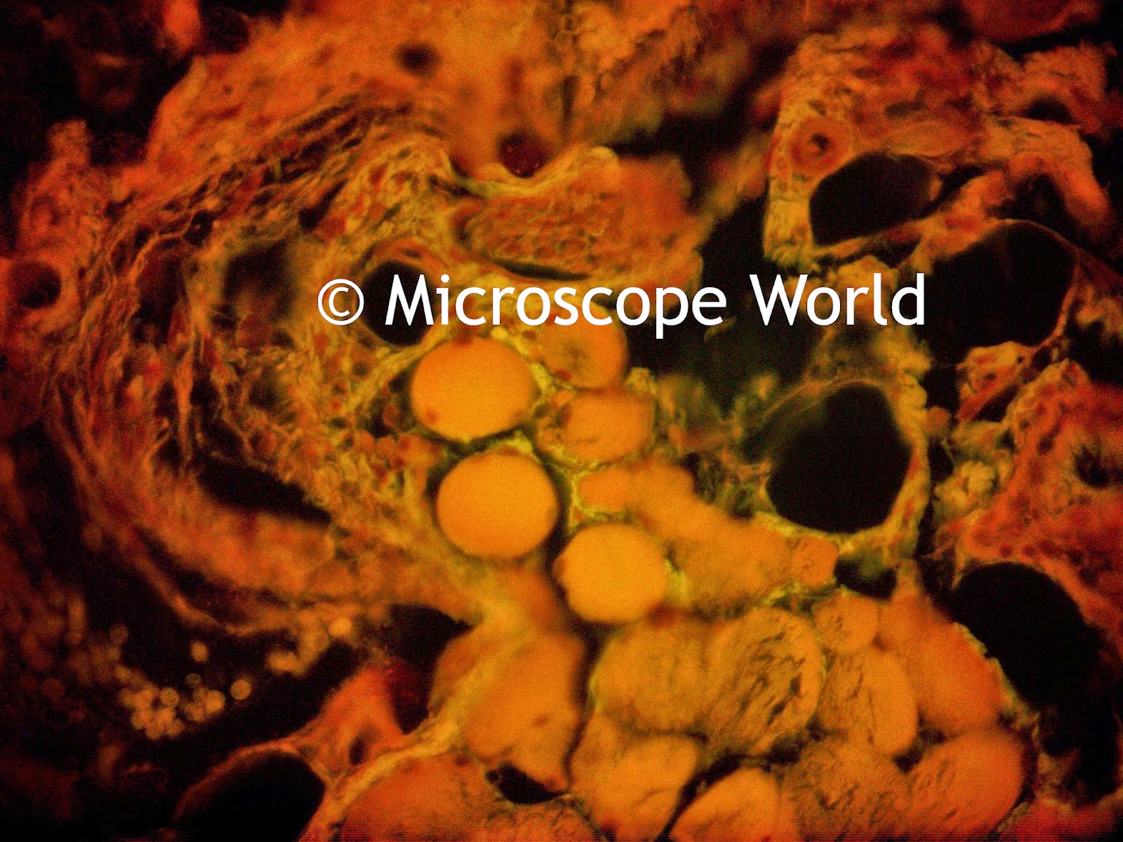 Optic Nerve Epi Fluorescence Microscope Image 400x