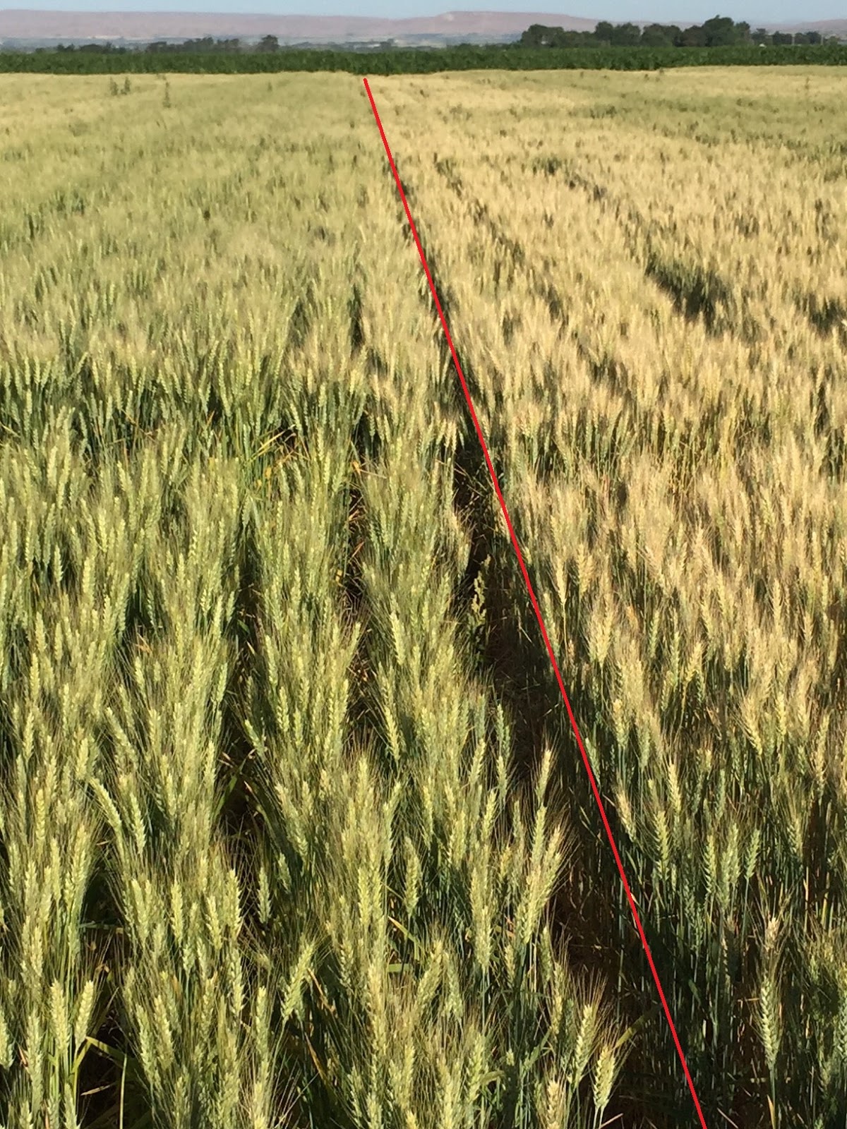 Idaho Crops & Soils Irrigation affects wheat ripening