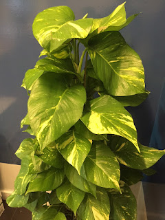 office plant clean air with green plants NASA Study;indoor office plant maintenance;