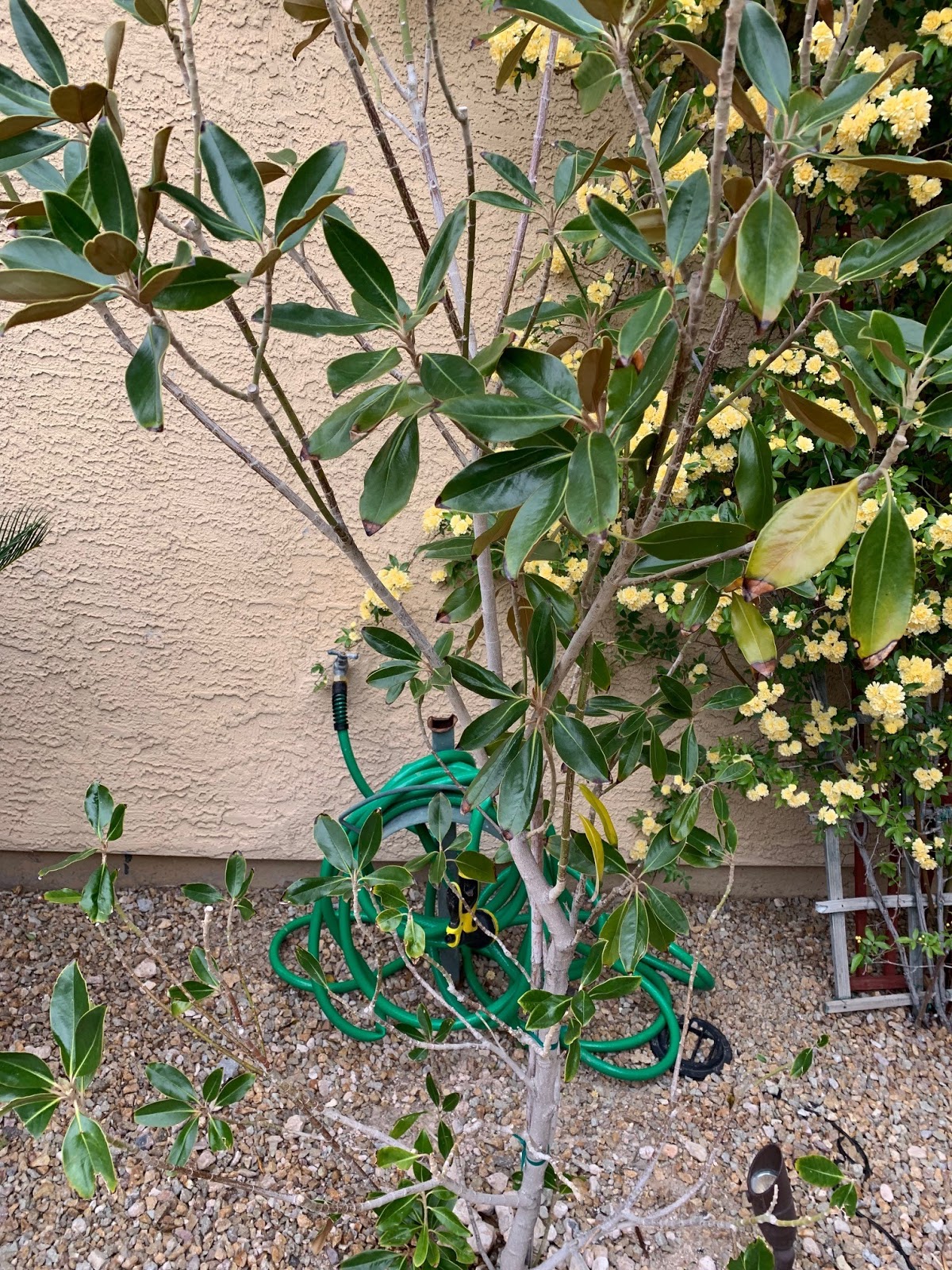 Xtremehorticulture of the Desert Magnolias Need Special Locations and