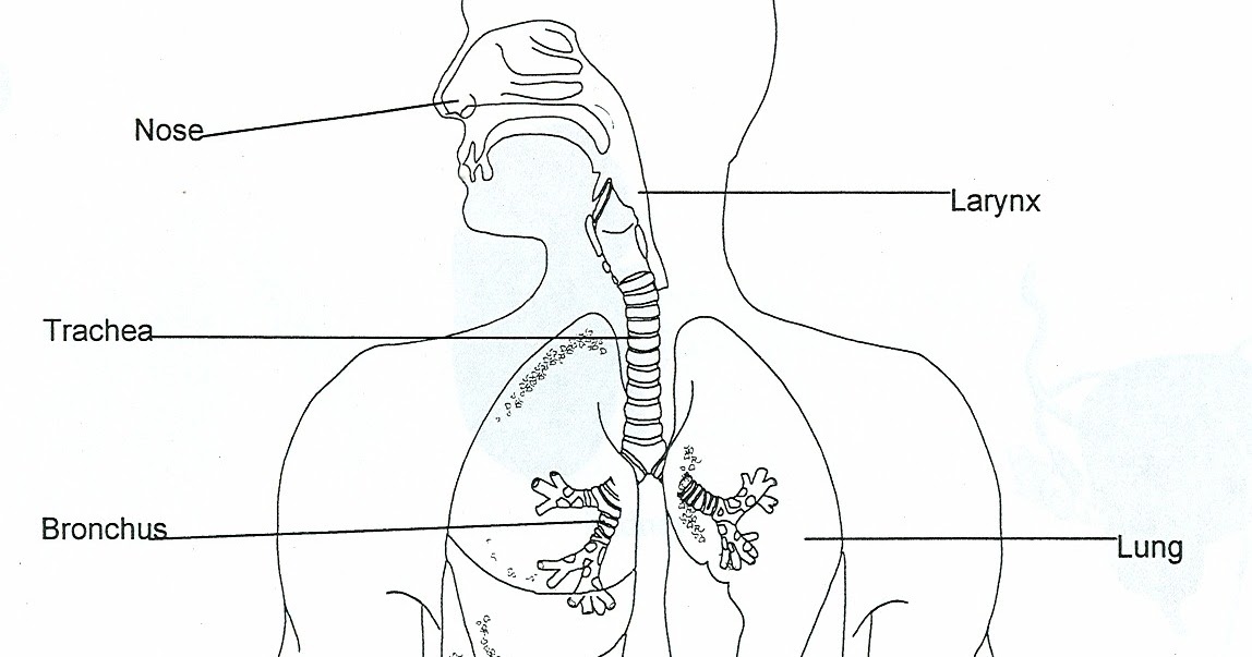 Respiratory System Coloring Page