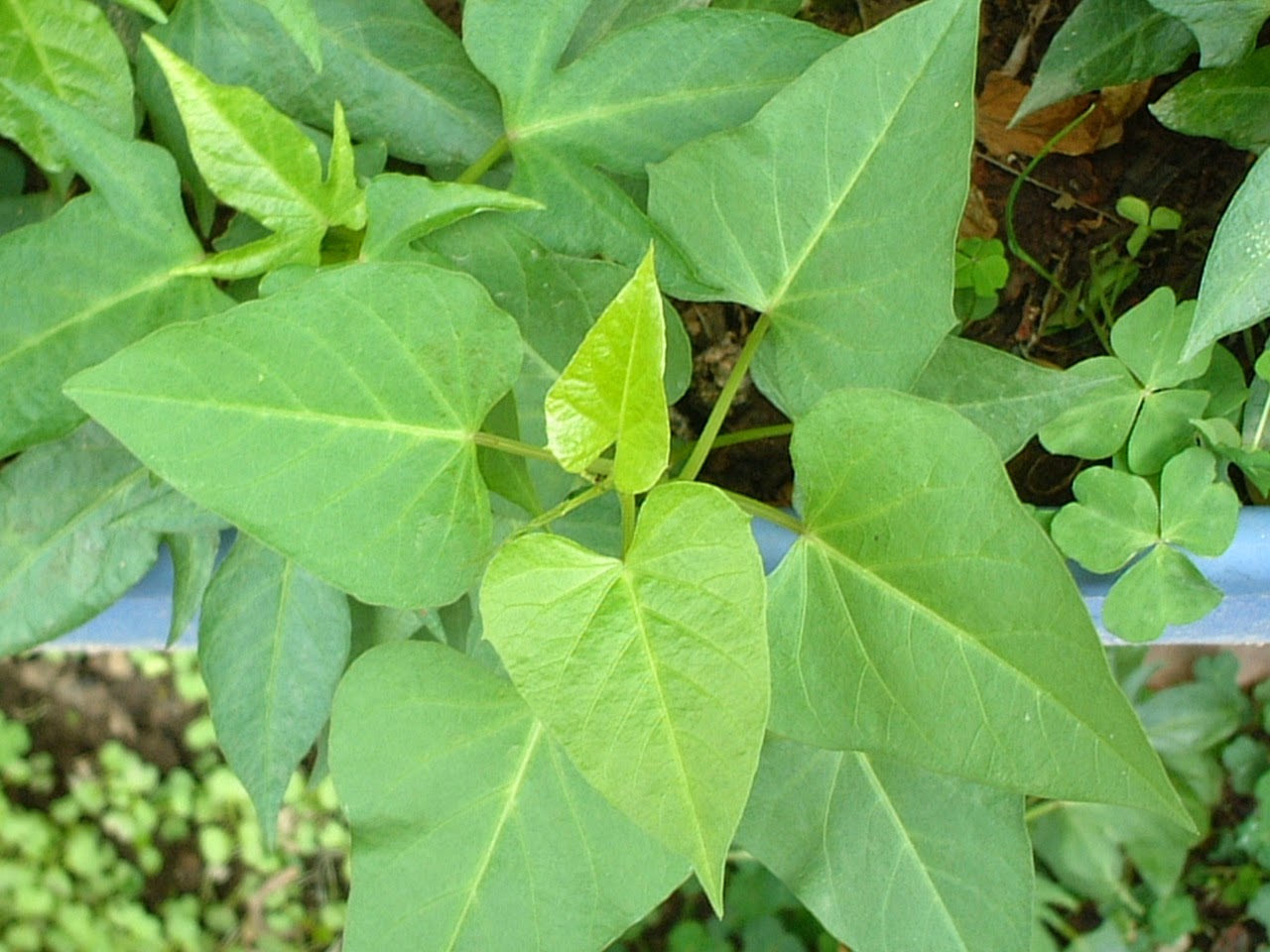 Como Vegetariano Faz: Folha de Batata Doce (vegano)