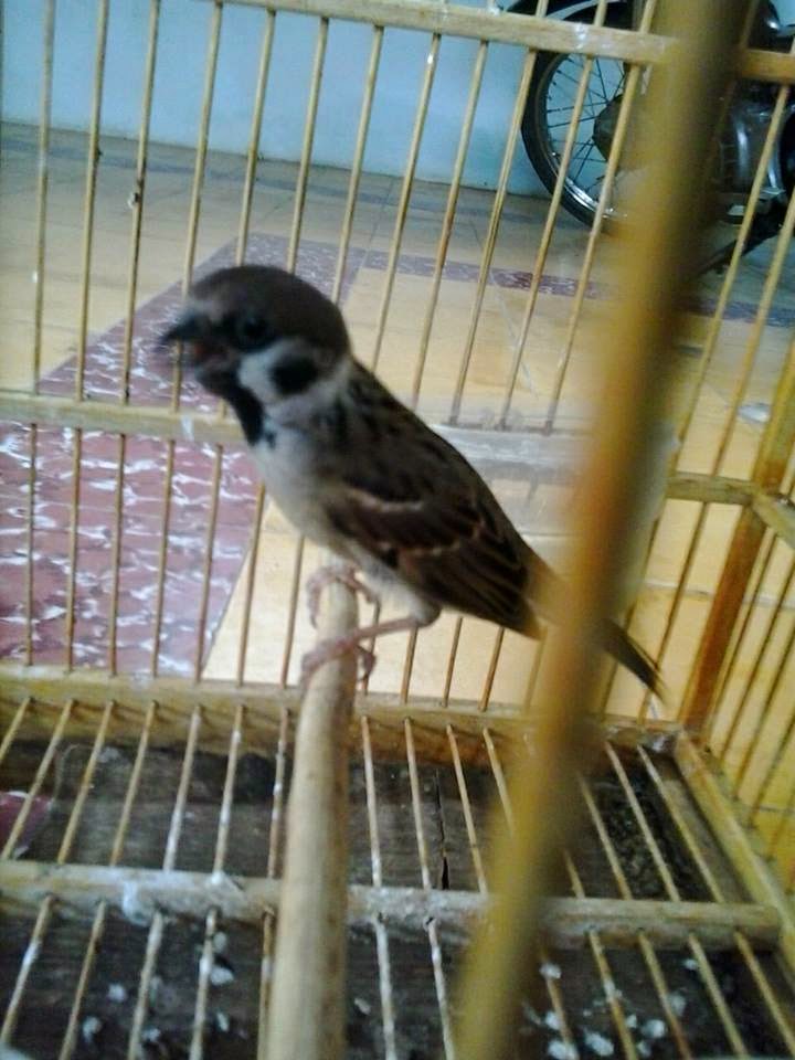 Gembala News Perawatan Burung Gereja Biar Cepat Berkicau Gacor