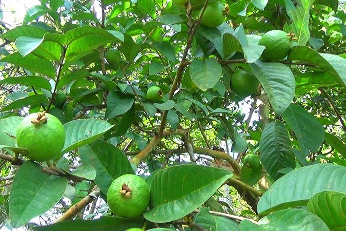 Plant Image