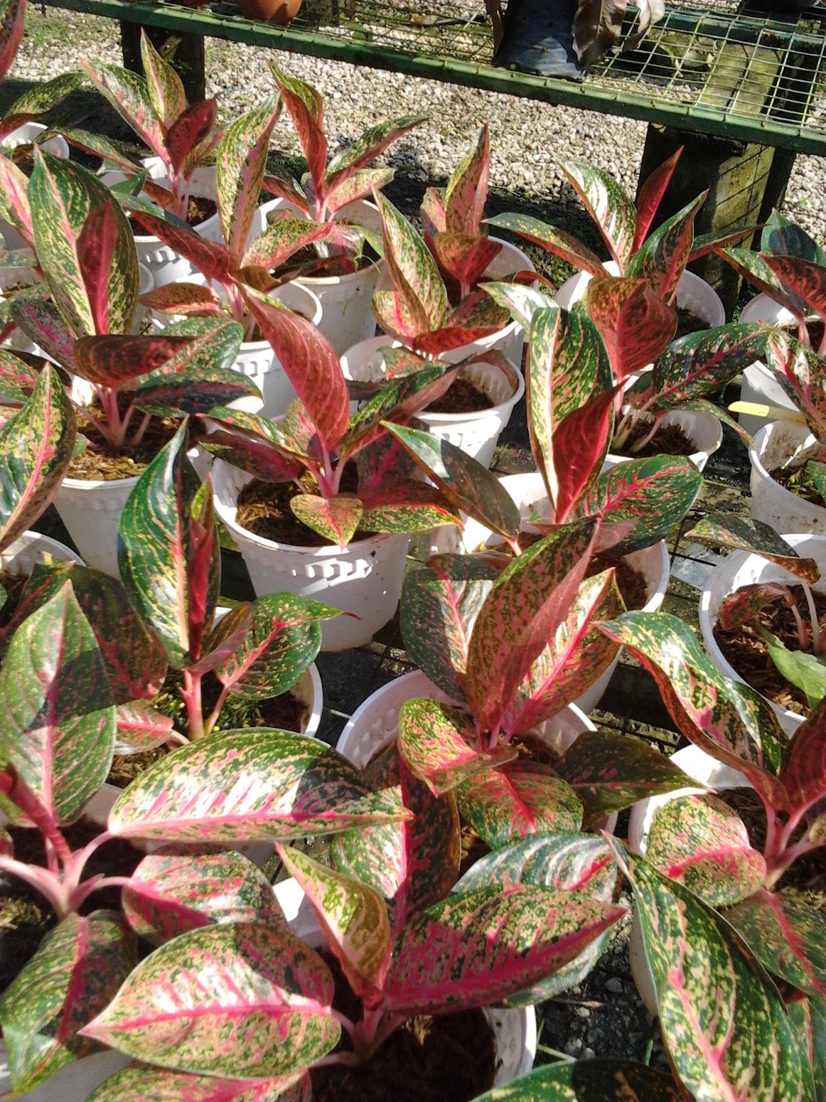 Welcome To: Pokok Bunga