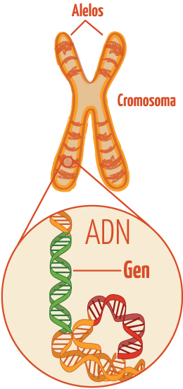 Los Patitos Conceptos De Adn Gen Y Cromosoma