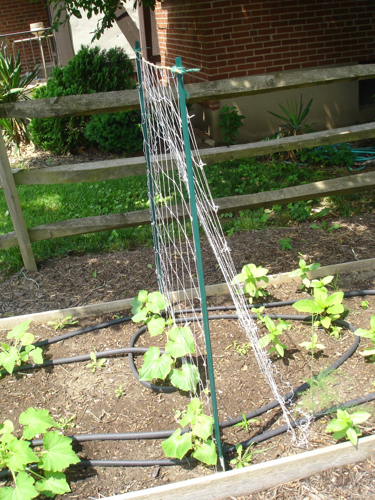 Presidential Living Cucumber Trellis