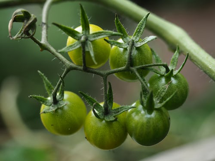 Syltade tomater