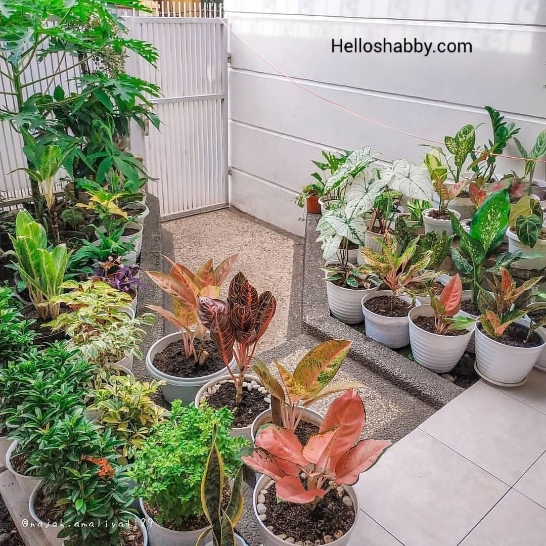 Desain Taman Kecil Untuk Lahan Terbatas Ukuran 1 x 1 M ~ HelloShabby