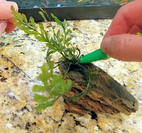 use super glue to attach aquarium plants to hardscape