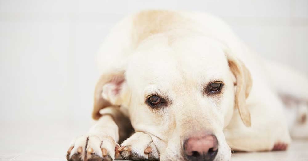 Your Dogs Need Antioxidants Too Doglopedix