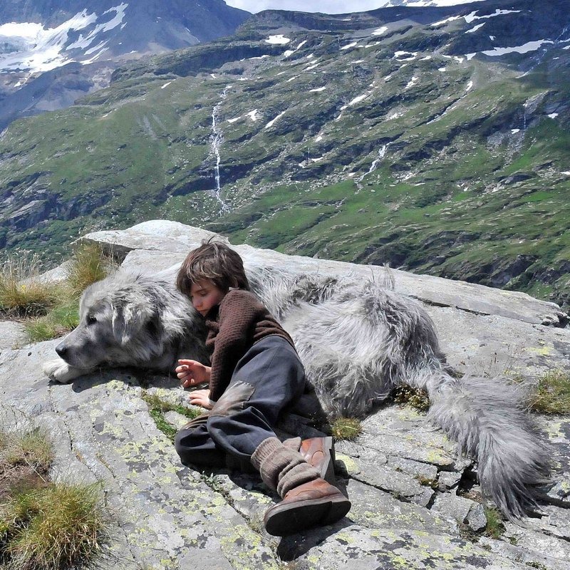 белль и себастьян порода