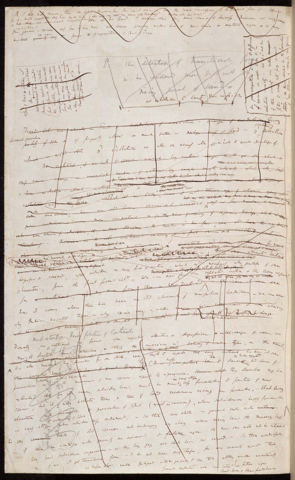 Darwin 1844 essay picture