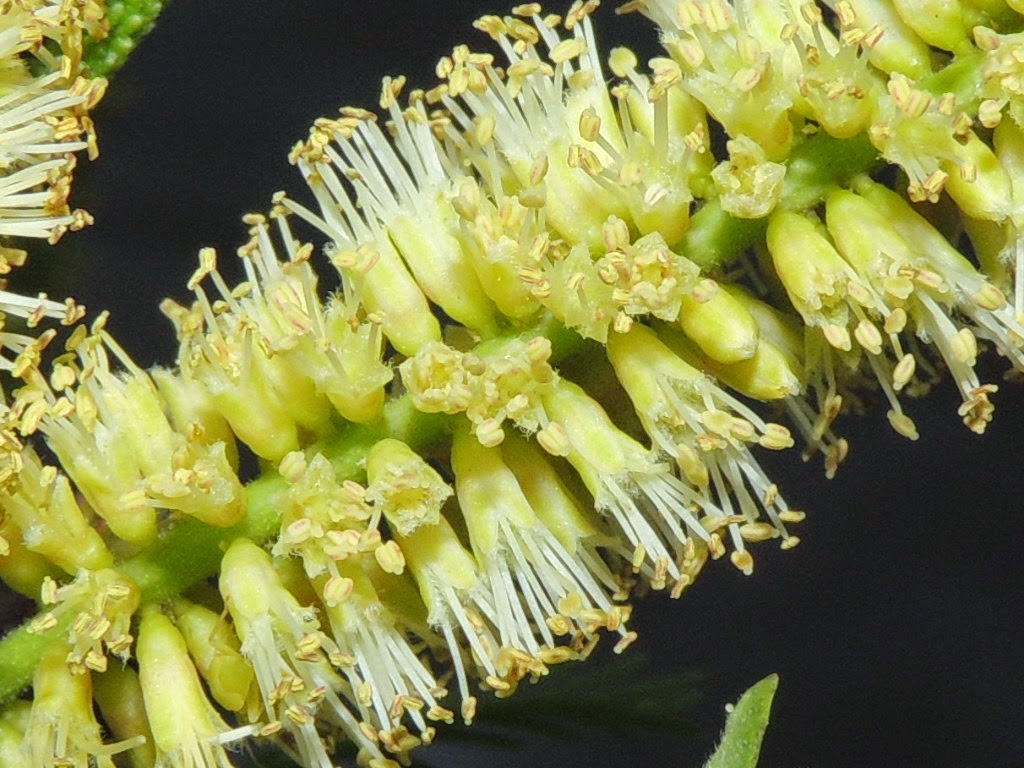 Fabaceae Leguminosae no Brasil Prosopis