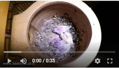 Video Pisklęta Amadyny Wspaniałej - Chloebia gouldiae - Gouldian Finch