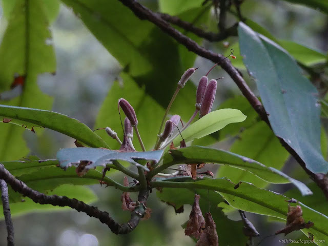 pods developing among long dead petals