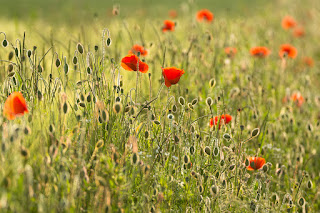 Naturfotografie Makrofotografie Lippeaue