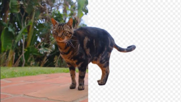 How to Remove Background in CapCut With and Without Green Screen