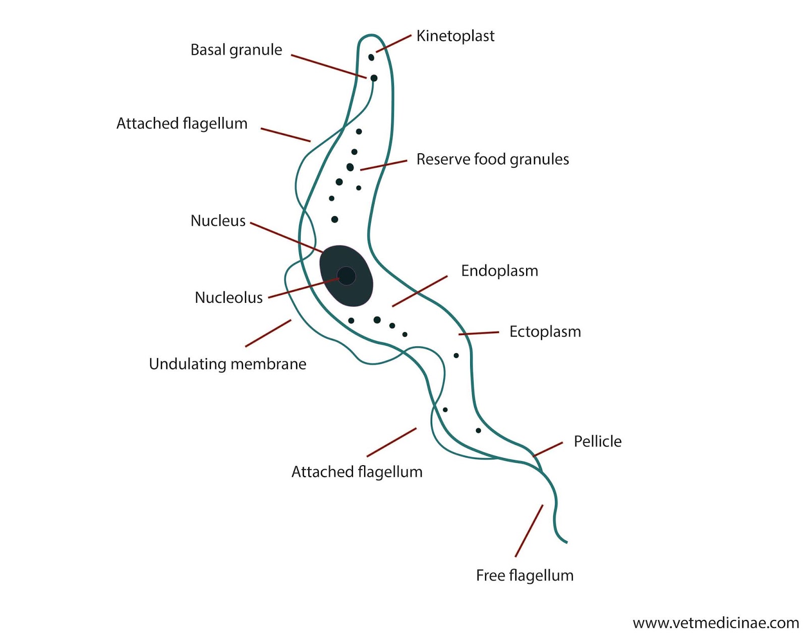 klasifikasi trypanosoma brucei