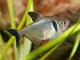 Tetra Fantasma Negro Tetra Fantasma Negro