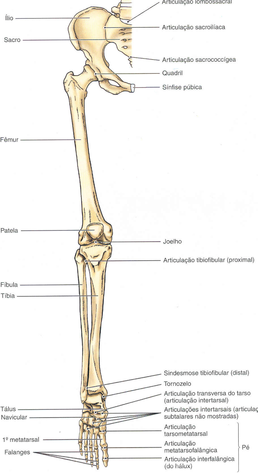 Técnico de Enfermagem: SISTEMA ESQUELÉTICO
