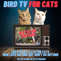 Bird TV For Cats