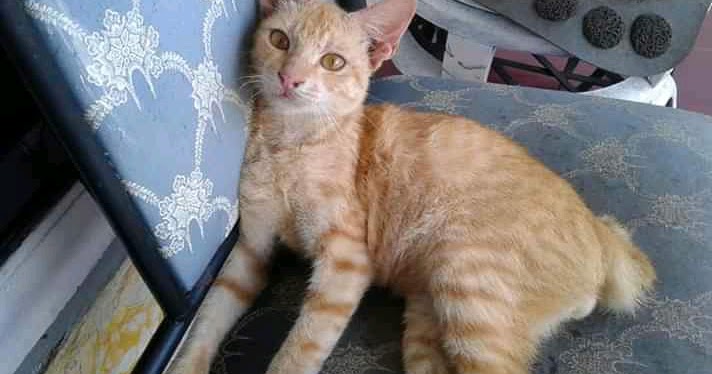 3 Alasan Kenapa Kucing Muntah Setelah Minum Obat Dan Cara Menanganinya Idnfarmers