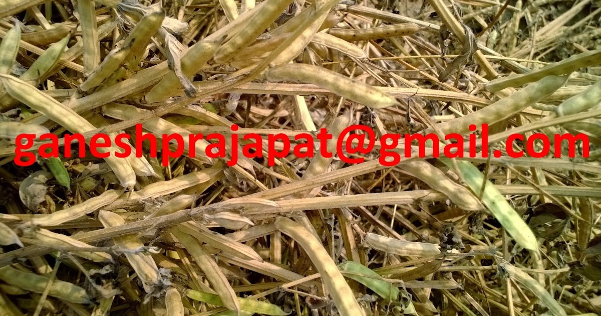GUAR GUM INFORMATION AND GUAR GUM CULTIVATION IN INDIA Guar gum