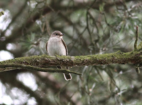 Spotted Flycatcher