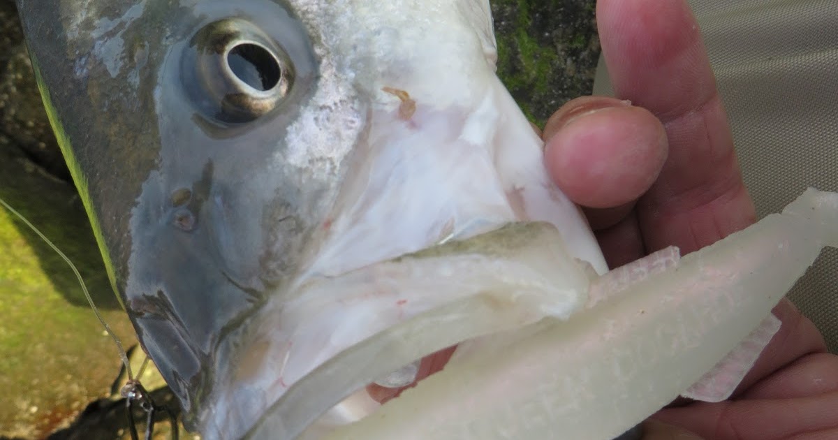Rhode Island Striped Bass: Sea Lice