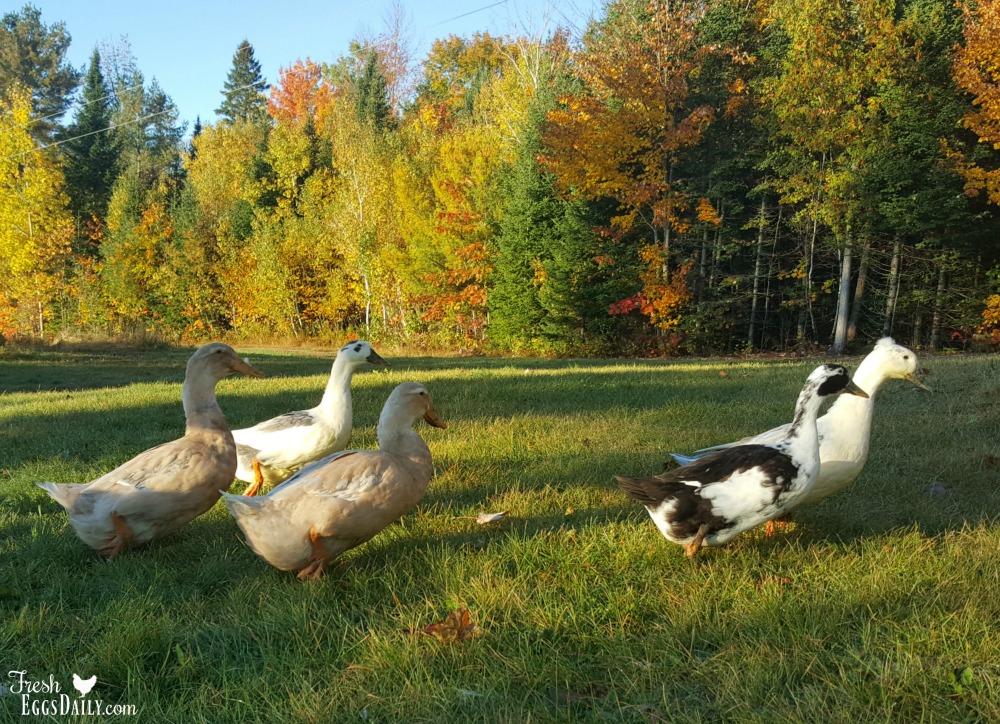 Can Ducks Eat Peas? Fresh Eggs Daily® with Lisa Steele