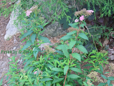 Japanese spirea invasive 290570-Japanese spirea invasive