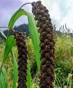 या कंगनी (Setaria italica or foxtail millet) की रोटी, भात, खीर, लड्डू इडली एवं मिठाइयां बनाये जाते हैं।Setaria italica or Foxtail Millet is a grain known as Kauni in Kumaun