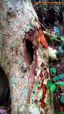 Gambar sebatang pokok yang ada madu sarang kelulut dicakar beruang untuk dapatkan madu kelulut