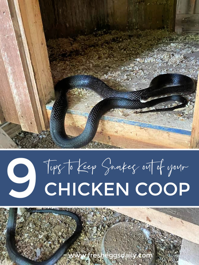 9 Tips to Keep Snakes out of your Chicken Coop Fresh Eggs Daily® with