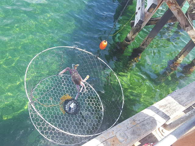 Crabbing at Moonta Bay, South Australia