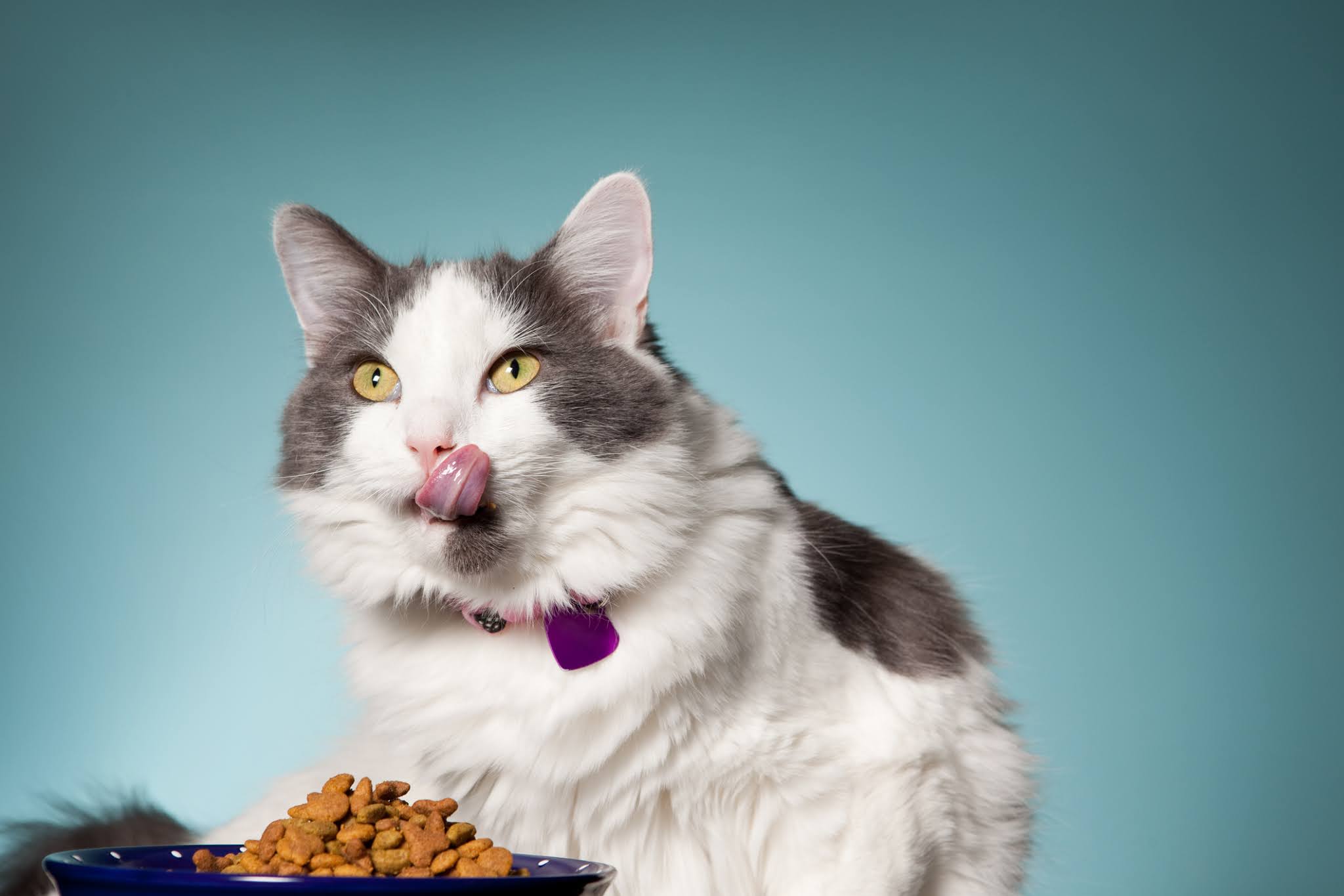 The Healthiest Cat Food On The Market the-healthiest-cat-food-on-the-market
