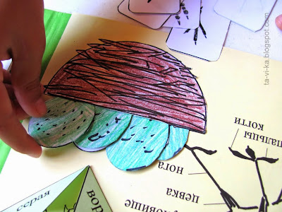 lаpbook (лэпбук, книжка-раскладушка)