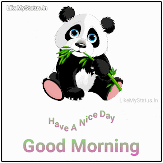 Panda-bear-good-morning-animation